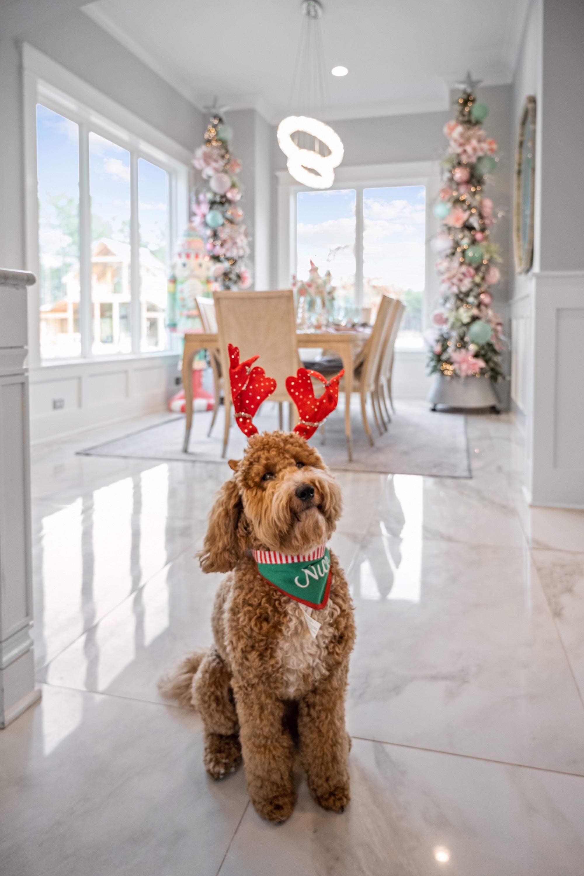 MURPHY'S PAWSOME CHRISTMAS CORNER