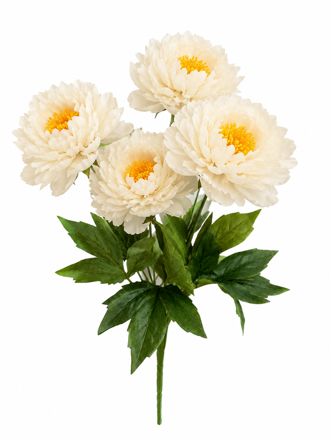 Mountain Peony Bush x 5 in White with Yellow Center